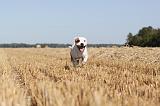 STAFFIE 010